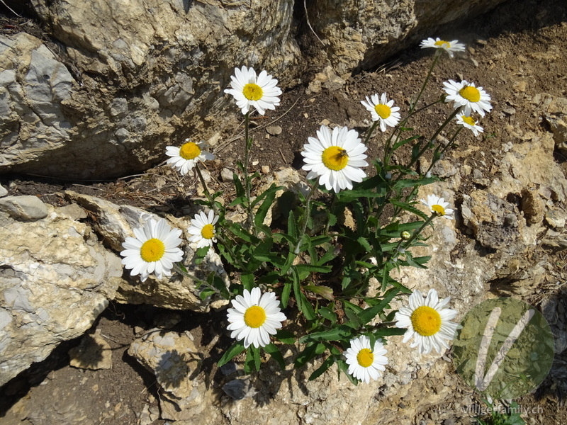 Berg-Wiesen-Margerite: Übersicht